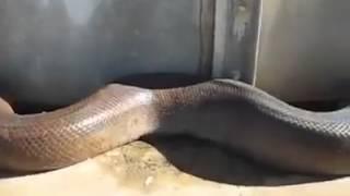 Anaconda gigante encontrada en una casa