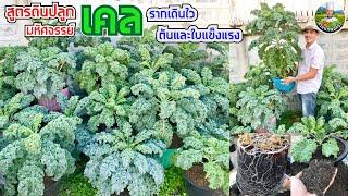 มหัศจรรย์สูตรดินปลูกเคล | สูตรง่ายๆ แต่ได้ผลจริง | รากเดินไว ต้นและใบแข็งแรง | สวนผักพ่อครัว