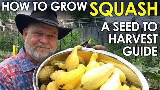 How to grow SQUASH from Seed to Harvest - A Complete Guide || Black Gumbo