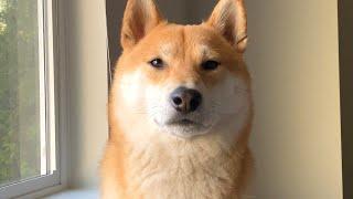 5 Things Your Dog Knows About You | Super Shiba