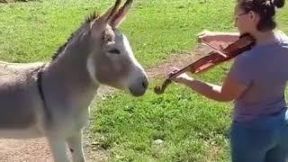 donkey music