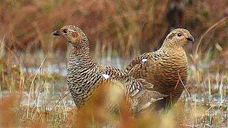 Тетерев. Самки на току. Black Grouse lek.