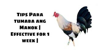 Tips kung papaano mag palaki ng katawan ng inyong manok panabong | Effective for 1 week |