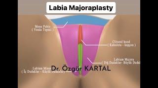 Anatomy of the Labia Majora | Labia majoraplasty Surgeries