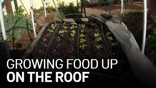 Urban Farming: How Rooftop Gardens Are Feeding Families and Helping the Planet