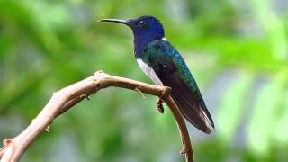 White-necked Jacobin - Florisuga mellivora - Minca, Dept of Magdalena - Caribbean & Sierra Nevada