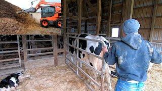 Real Life Day of a Dairyman