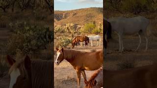 Happy Wild Horses #horsevideo #majestichorses #wildanimal #wildhorse #mustangs #horselife #equine