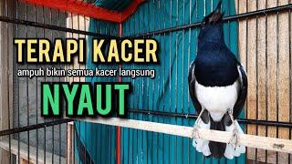 SUARA BURUNG kacer gacor NGEPLONG TARUNG konslet paling AMPUH buat PANCINGAN KACER agar EMOSI