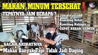 Waktu Pemberian Pakan, Minum Yang Benar dan Tepat. (Ternak Kambing)