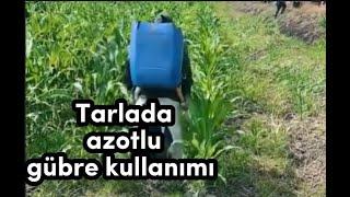 Azotlu Gübre Kullanımı (Detaylar Açıklamada) #agriculture #shorts #gübre #gübreleme