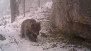 A bear Ursus arctos with a cubs in the snow, Slovenija, Mala gora, Franc Kljun 20 11 2018 ,