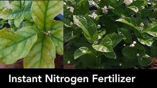 Homemade Instant Nitrogen fertilizer || Both liquid n solid || Coffee and tea fertilizers for plants