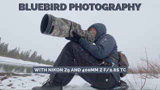 Photographing Mountain Bluebirds with the Nikon Z9 and Z400mm f/2.8S TC in the Tetons - Wildlife