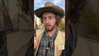 World's Best Clothing Material | Smoking Brain Tanned Buckskin #survival #buckskin #clothing #diy