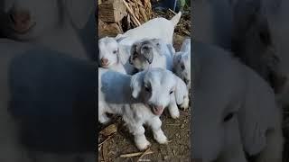 Cute baby goats #shorts