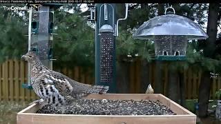 Ruffed Grouse Vocalizes Before Taking Off From Feeder Platform – Oct. 17, 2018