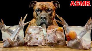 MUKBANG ASMR Dog eating Raw Meats!Chicken jelly 【American Bully】