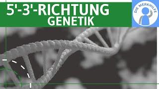 Warum wird immer in 5'-3'-Richtung synthetisiert? Genetik Grundlagen einfach erklärt