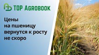 Цены на пшеницу вернутся к росту не скоро  | TOP Agrobook: обзор аграрных новостей