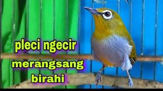 Pleci Ngecir + Ngeriwik Untuk Merangsang Birahi Pleci Macet