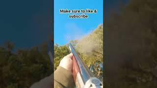 High Flightline Pigeon Shooting #hunting #shorts #pigeonshooting #pigeondecoying