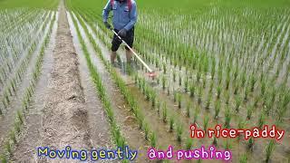 Weed Killer working video - Rice paddy