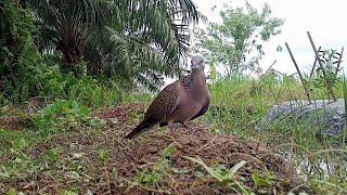 TERBARU suara pikat ajaran suara rapat cocok untuk menarik burung hutan ke laman