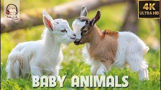 Baby Animals - Amazing World Of Young Animals | 4K Scenic Relaxation Film (60FPS)