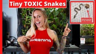 Tiny TOXIC snakes