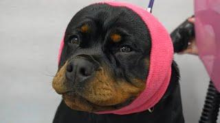 Rottweiler wants to eat me for her nail trim