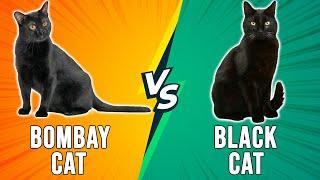 Bombay Cat vs Black Cat – Dissecting Their Differences (Which Is the Ultimate Pick?)