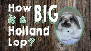 How Big is a Holland Lop Rabbit?