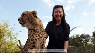 Vlog 7 - South Africa's Johannesburg (Gauteng Safari Park, Lion Park & Pilanesberg National Park)