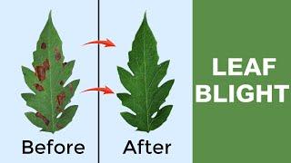 Leaf Blight Plant Disease | Causes & Cure | Leaf Blight Treatment | Plant Disease