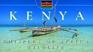 Kenya | Whispers of Africa Wildlife | Amboseli Tsavo Mombasa Diani | 2024