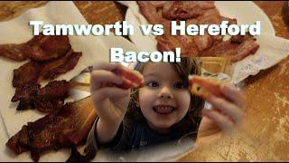 Tamworth vs Hereford Bacon Taste off: Sweet Briar Farm Kitchen