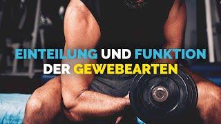 Einteilung und Funktion der Gewebearten | OTL Fitnesstrainer-B-Lizenz