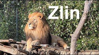 Зоопарк Злин один из лучших зоопарков Чехии