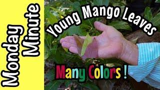 Monday Minute- Young Mango Leaves of Many Colors!