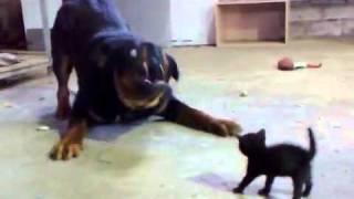 Brave Kitten Stands Up to Dog