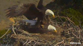 Bird Romance | Mating Among Bald Eagles, Osprey, Falcons, and Herons!