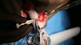 Elbow arthroscopy with ulnar osteotomy in a dog