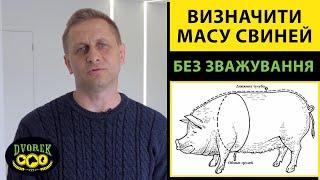 Як Визначити Масу Свиней Без Зважування