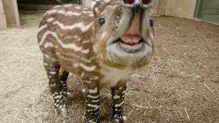 Endangered Baby Tapir Tests His Tiny Trunk