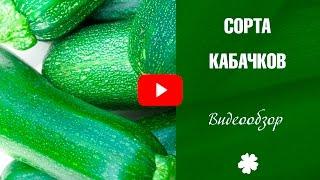 Сорта кабачков  Цуккини и патиссоны  Особенности выращивания