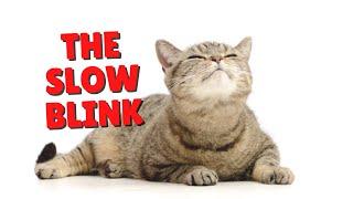 The Feline Slow Blink | Two Crazy Cat Ladies