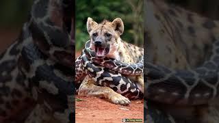 The hyena no longer had enough strength to fight the giant python