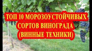 ТОП 10 МОРОЗОСТОЙКИХ СОРТОВ ВИНОГРАДА. ВИННЫЕ ТЕХНИКИ / TOP 10 FROST-RESISTANT GRAPES