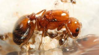 The Fire Ants Return! - Fire Ant take 2 Week 1